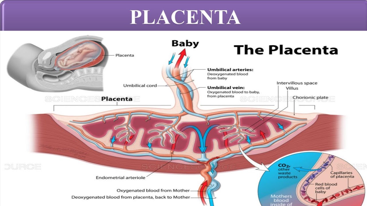Hoe Ziet Een Placenta Eruit