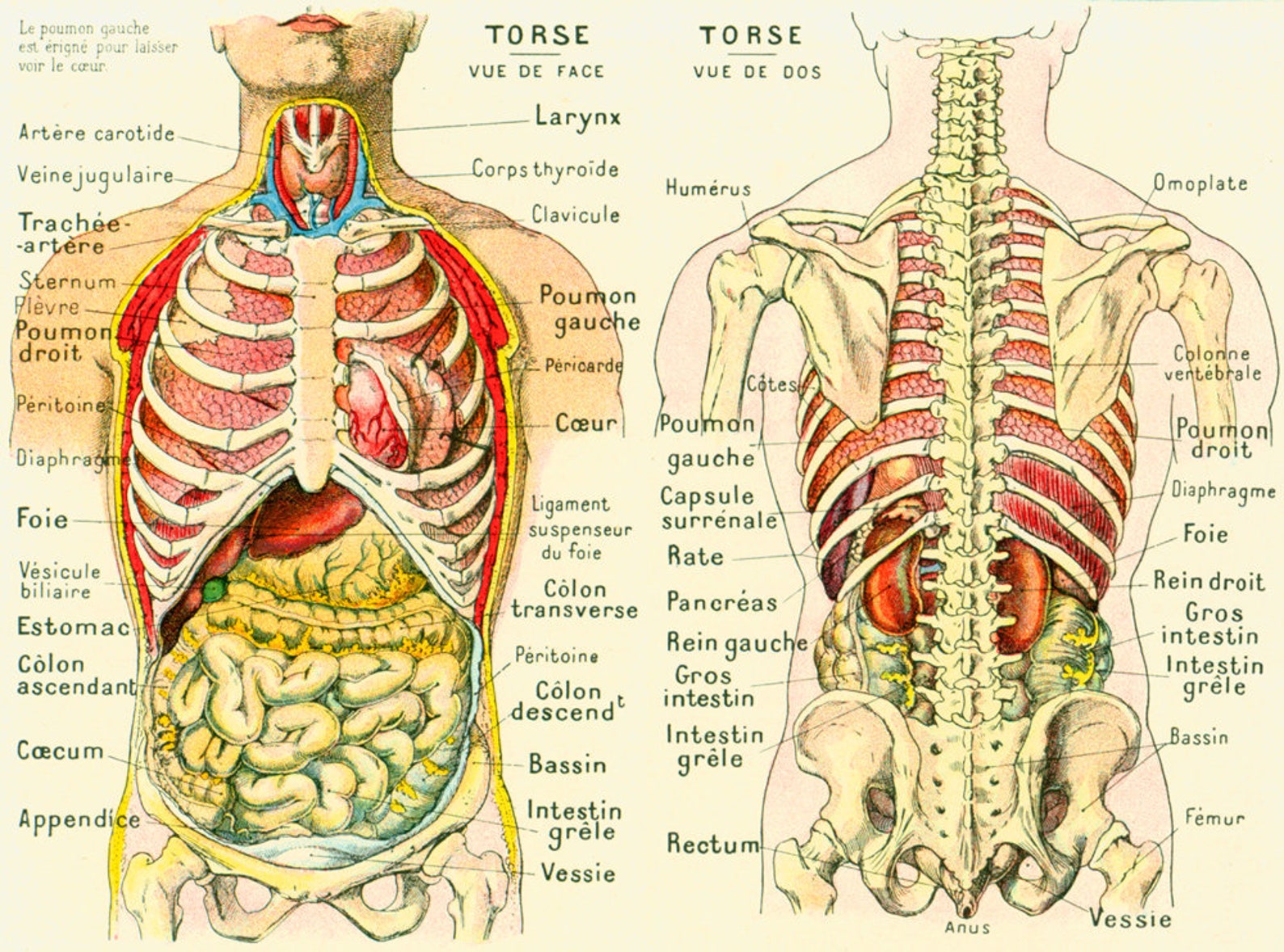 Planche Anatomique Organes Abdomen Anatomie Anatomie - vrogue.co - Anatomie En Fysiologie Mbo Niveau 4