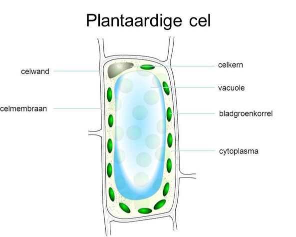 Plantaardig Cellen | Plant-en-dier.jouwweb.nl | Biologieles, Biologie - Hebben Alle Cellen Van De Zonnedauw Een Celwand