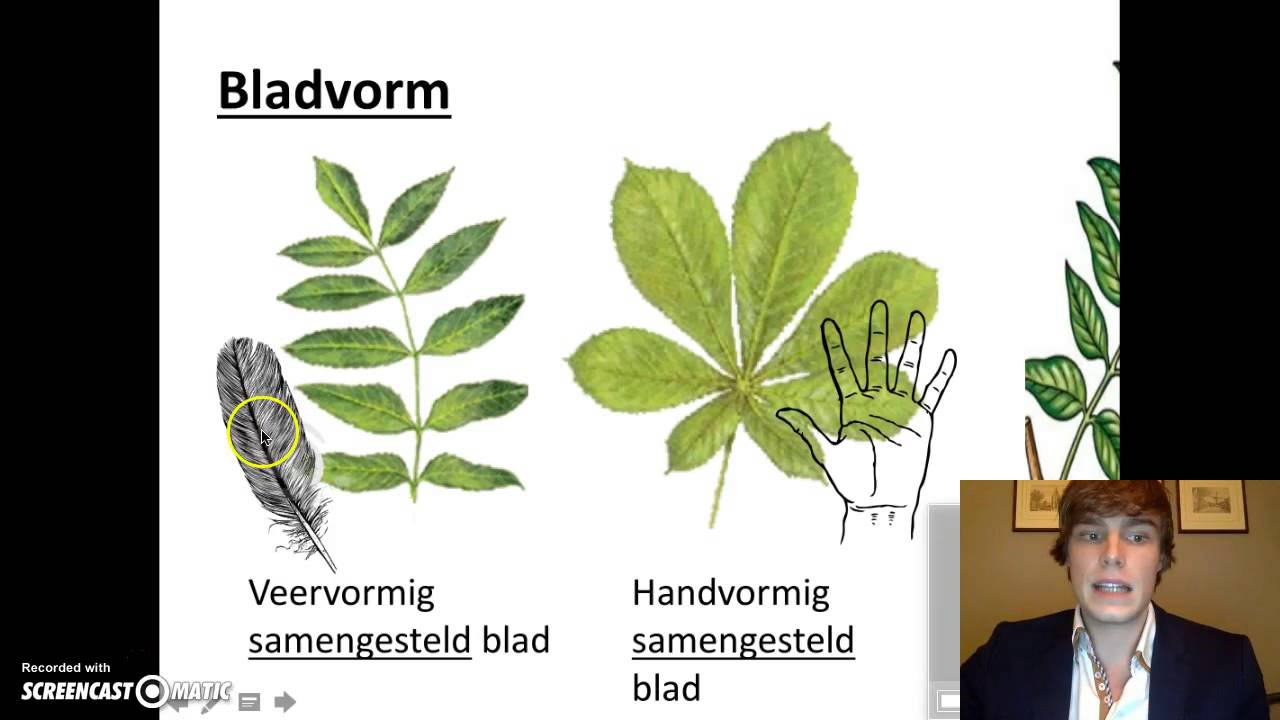 Planten - Bladvorm, bladrand en nervatuur - YouTube - Hoe Heet De Stengel Van Een Houtige Plant
