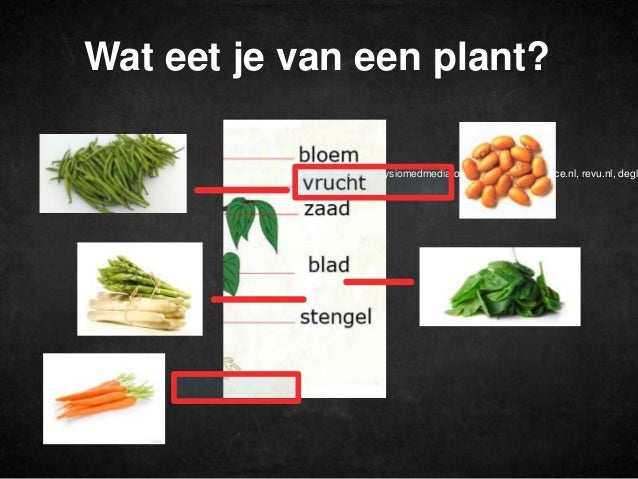 Planten en eten - Welke Delen Van Een Plant Gebruikt De Mens Als Voedsel