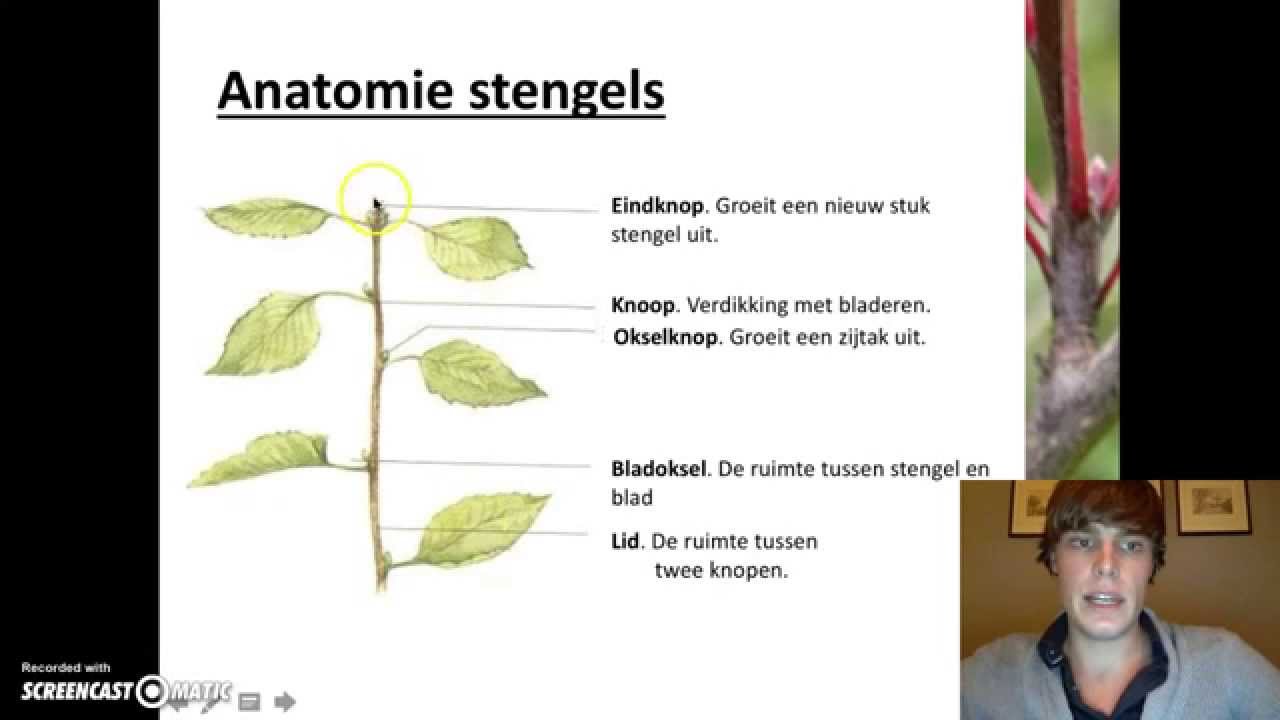 Planten - Stengels - YouTube - Welke Drie Functies Kunnen Wortels Hebben