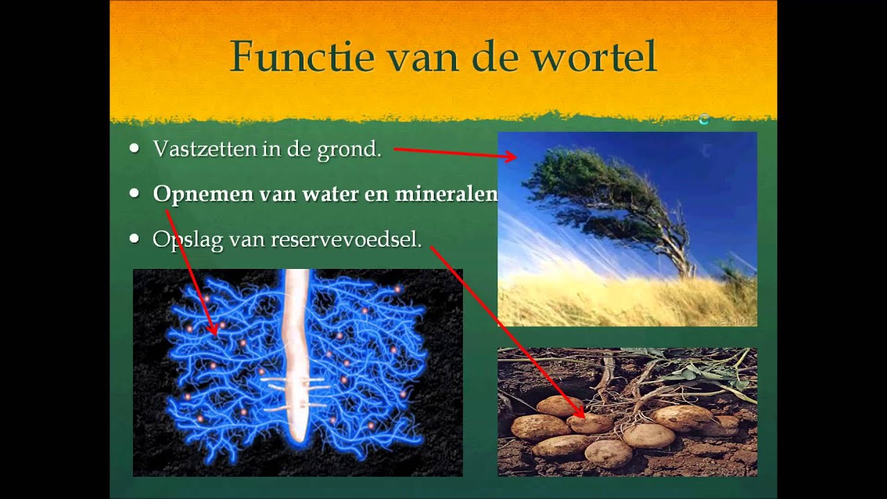 Planten wortels en stengels - YouTube - Welke Drie Functies Kunnen Wortels Hebben