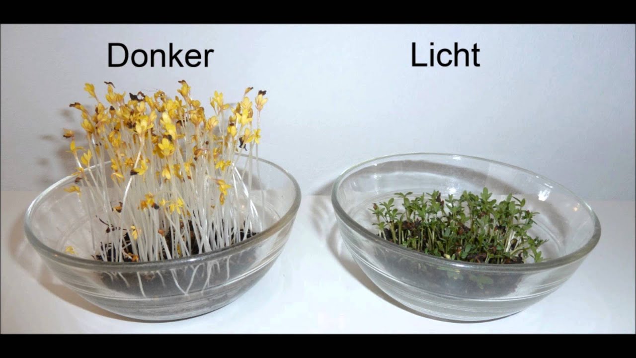 Hoe Snel Groeit Een Zonnebloem