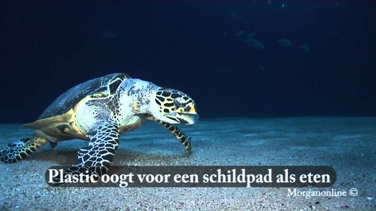 Wat Zijn De Gevolgen Van Plastic Soep