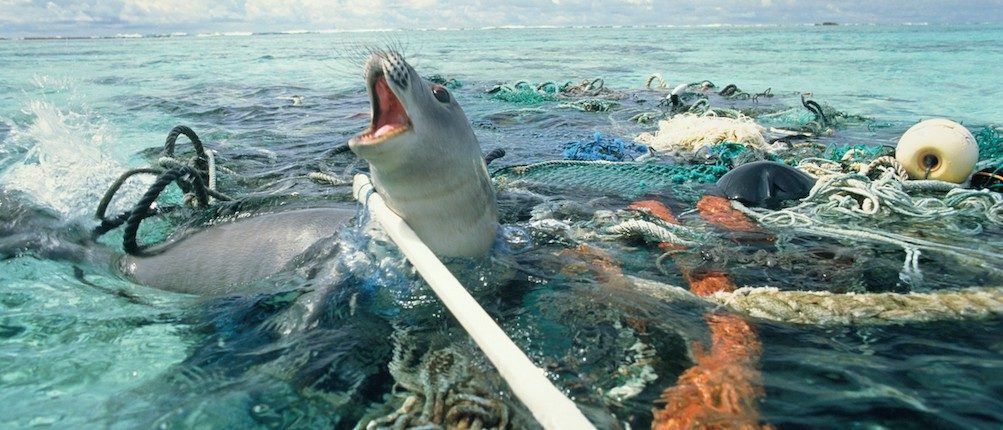 Plastic Soup Foundation – Trashless.earth - Wat Is De Plastic Soep