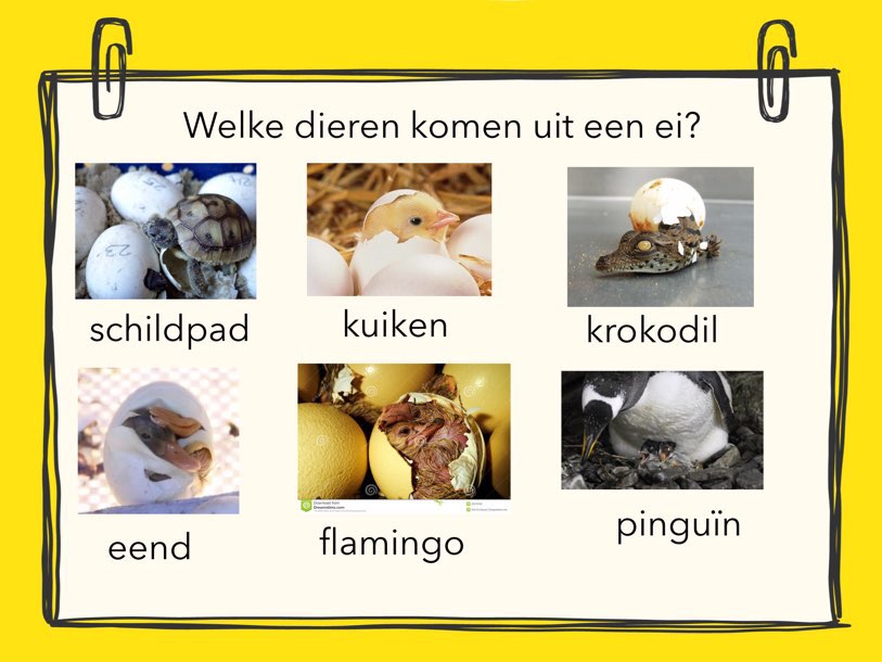 Play Welke dieren komen uit een ei? by ingrid blokzijl - on TinyTap - Herkennen Welke Vogel Legt Welk Ei
