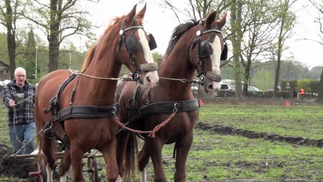 Ploegen met paarden 2012 - YouTube - Wat Voor Soort Paarden Zijn Er
