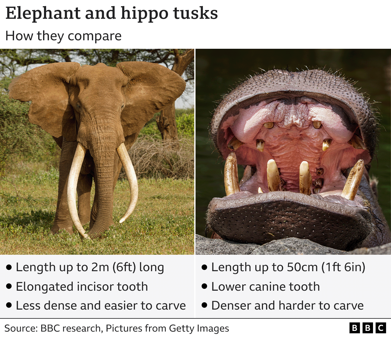 Poachers target hippos for giant teeth in place of ivory - BBC News - Are Ukrainian And Russian Languages Similar