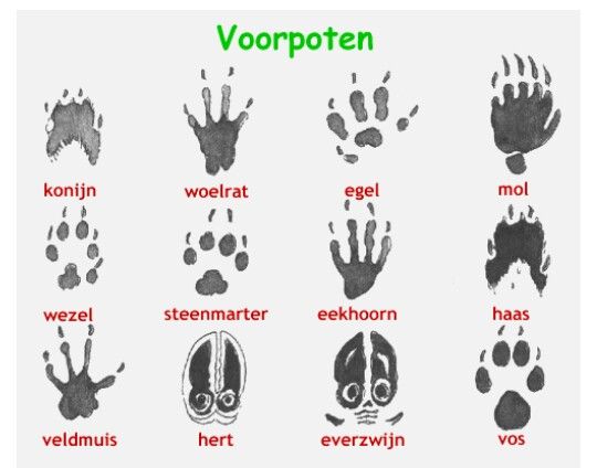 Hoe Ziet Een Wolf Eruit