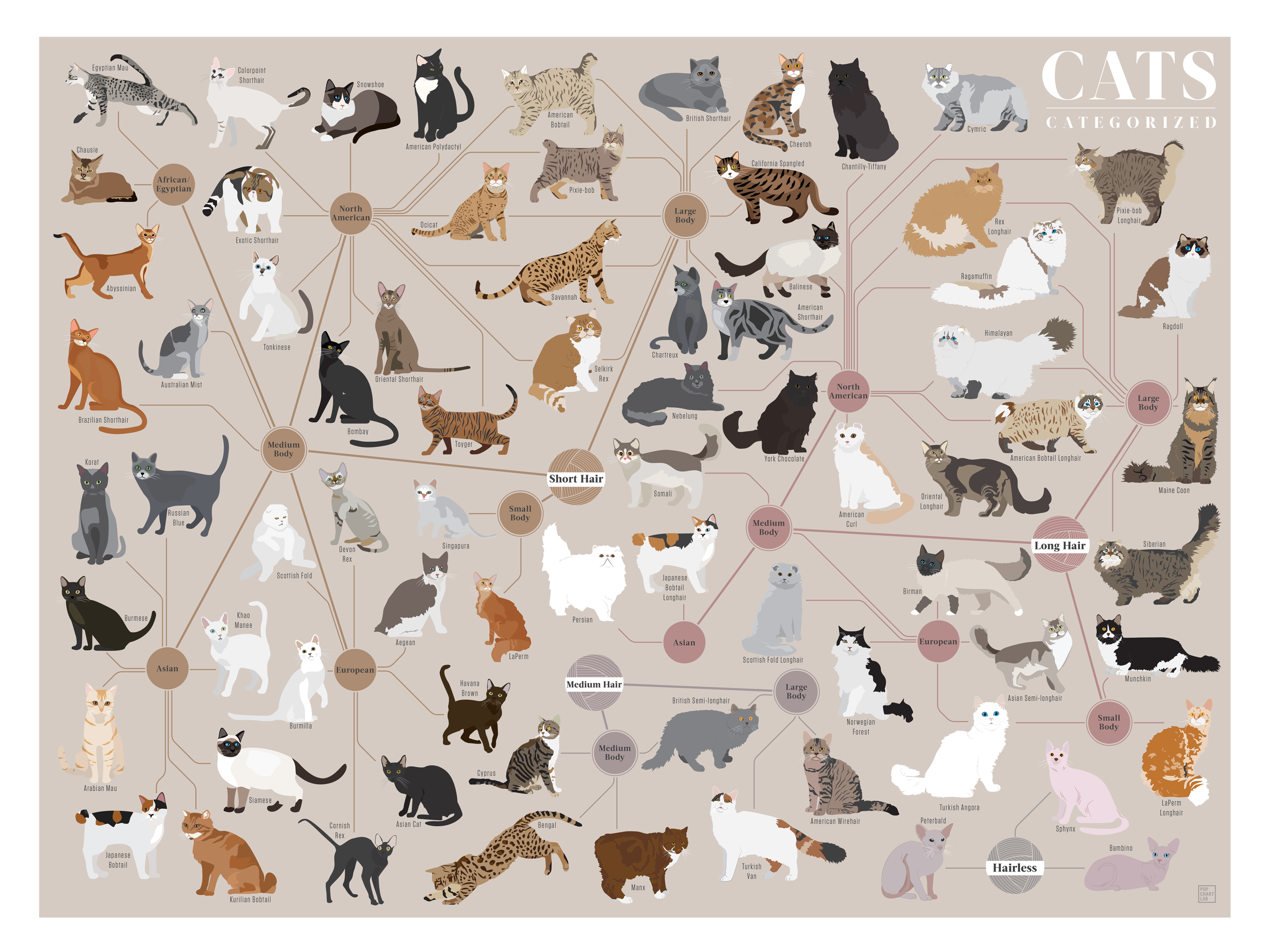 Hoeveel Katten Zijn Er In Nederland
