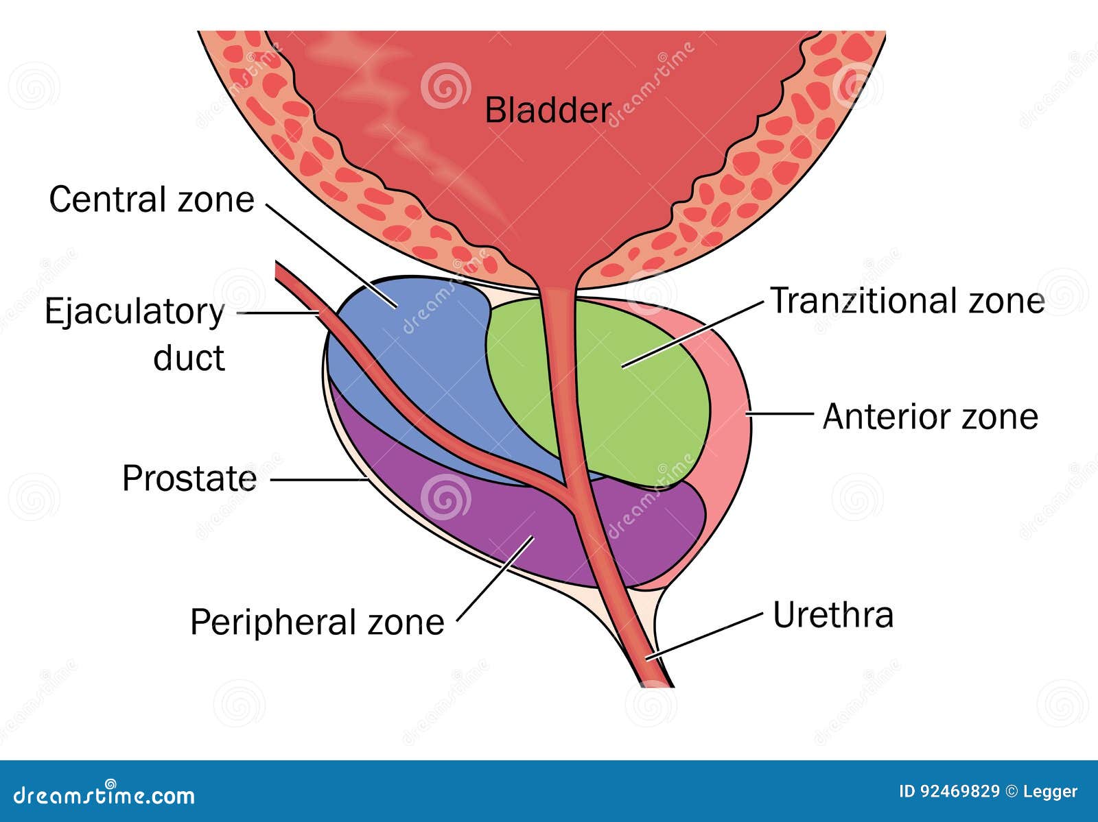 Position Of The Prostate Gland Cartoon Vector | CartoonDealer.com #12999535 - Waar Zit De Prostaat Bij De Man