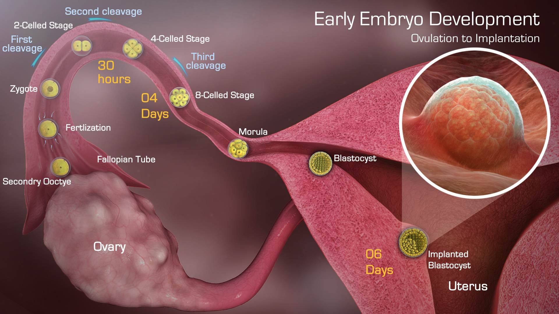 Wanneer Nestelt Een Embryo Zich In