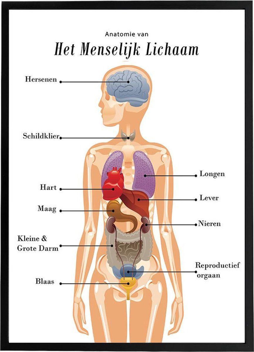 PostersOp deze educatieve poster staat de anatomie van het menselijk - Waar Zit Je Milt In Je Lichaam