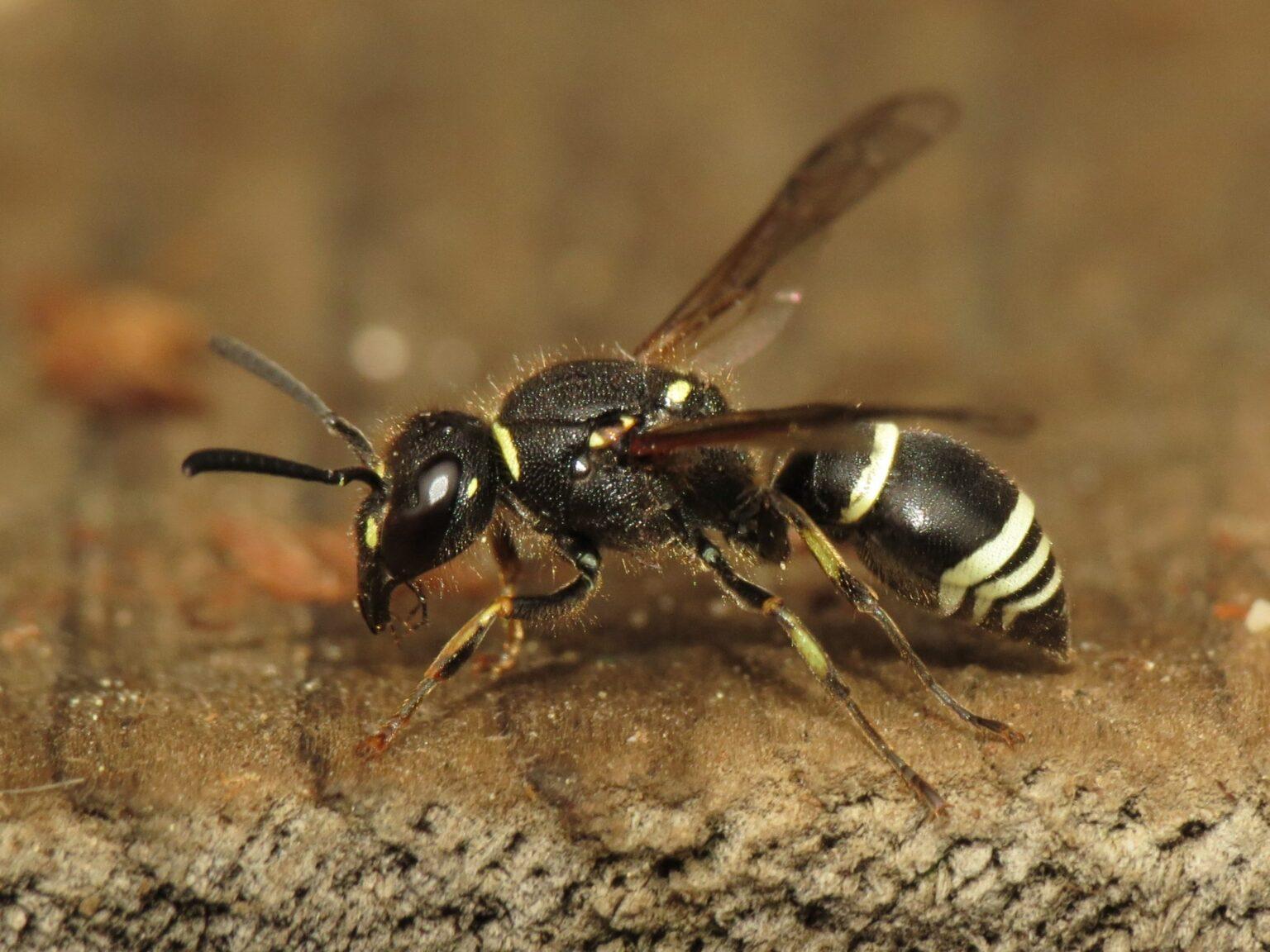 Potter Wasp Facts, Identification and Pictures - Insect Met 6 Poten En 2 Voelsprieten