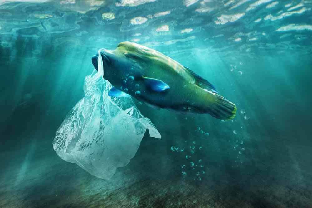 Poubelle de la mer: une poubelle écologique pour nettoyer les océans - Waarom Is Plastic Soep Een Probleem