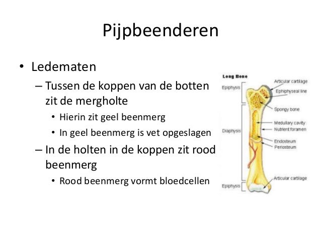 Uit Welke Botten Bestaat De Borstkas