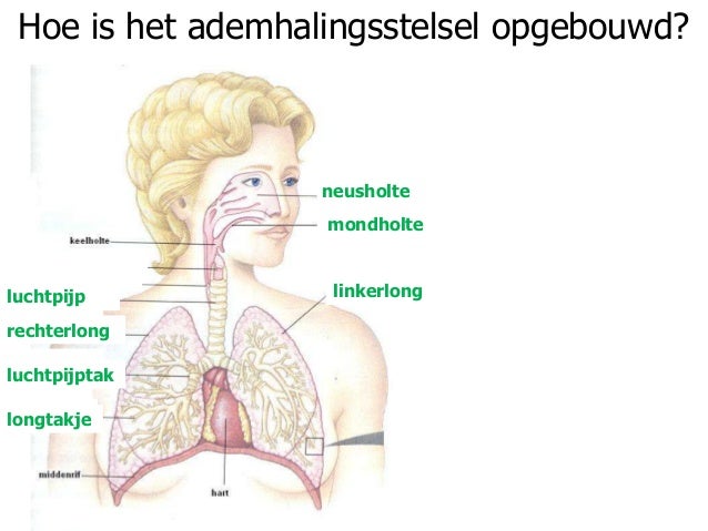 Ppt 2 - Welke Organen Horen Bij Het Ademhalingsstelsel