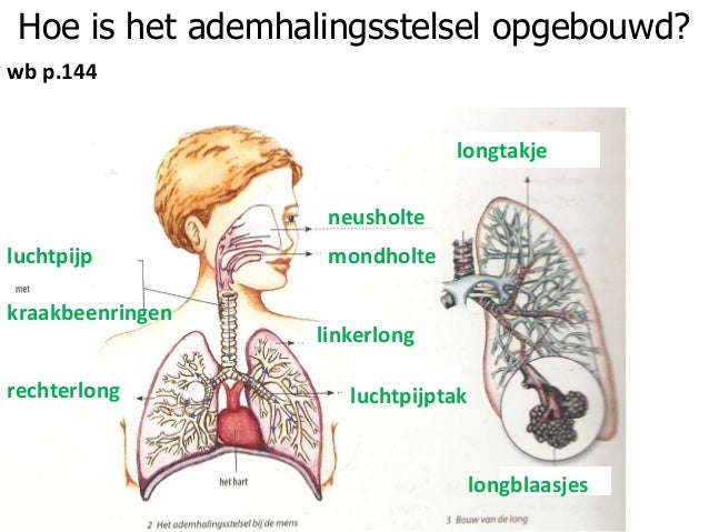 Ppt 2 - Welke Organen Horen Bij Het Ademhalingsstelsel