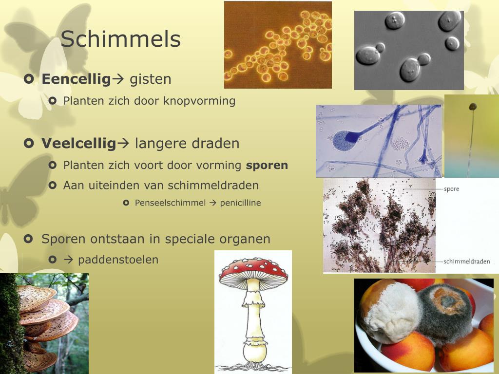 PPT - 3. Bacteriën en schimmels PowerPoint Presentation, free download - Verschil Schimmel En Bacteriele Infectie