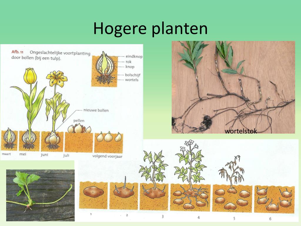 PPT - 3. Ongeslachtelijke voortplanting PowerPoint Presentation, free - Hoe Heet De Voortplantingscel Bij Lagere Plantensoorten