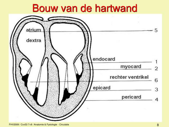 Welk Deel Van Het Hart Heeft De Meest Gespierde Wand