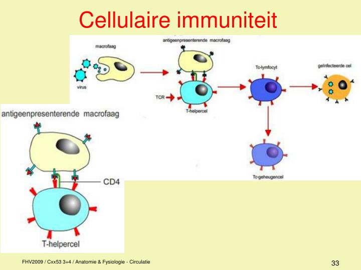 Verschil Humorale En Cellulaire Afweer