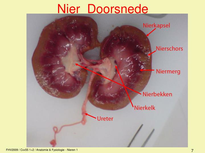 Hoe Groot Is Een Nier