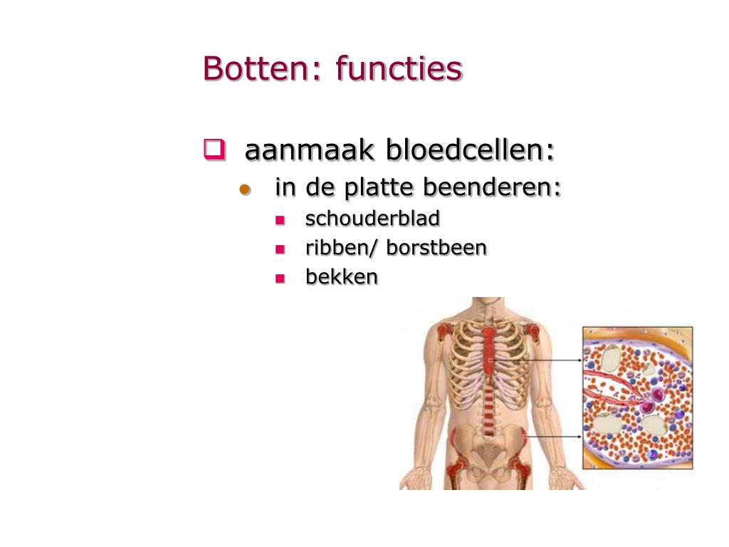 Van Welke Beenderen Heeft De Mens Twaalf Paar