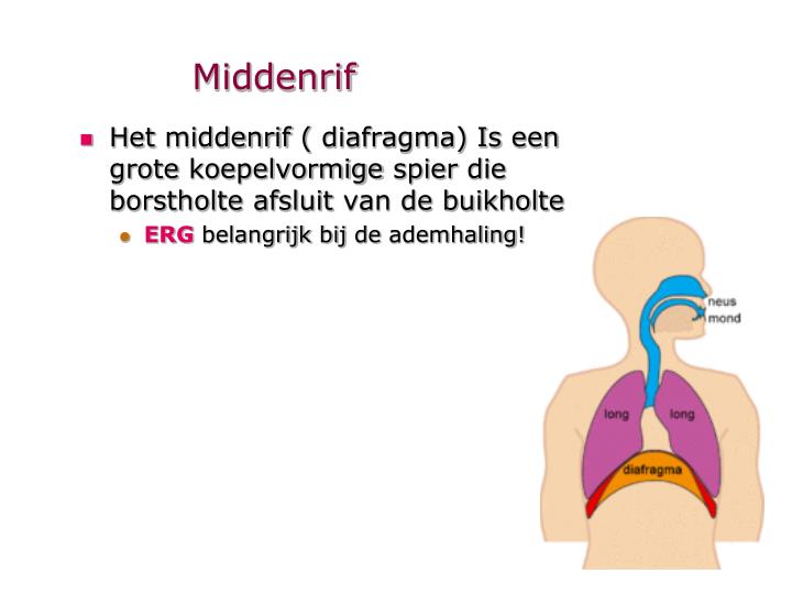 PPT - anatomie PowerPoint Presentation - ID:4195621 - Welke Drie Organen Gaan Door Het Middenrif Heen