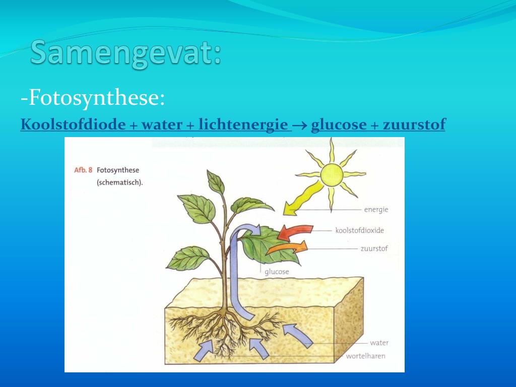 PPT - B2 Fotosynthese PowerPoint Presentation, free download - ID:5514191 - In Welke Delen Van Een Plant Kan Fotosynthese Plaatsvinden