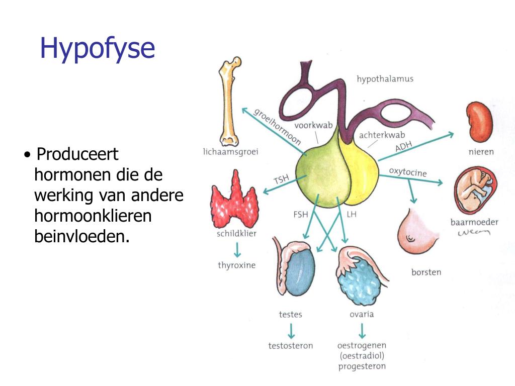 PPT - Basisstof 8 PowerPoint Presentation, free download - ID:6263036 - Welke Hormonen Maakt De Hypofyse