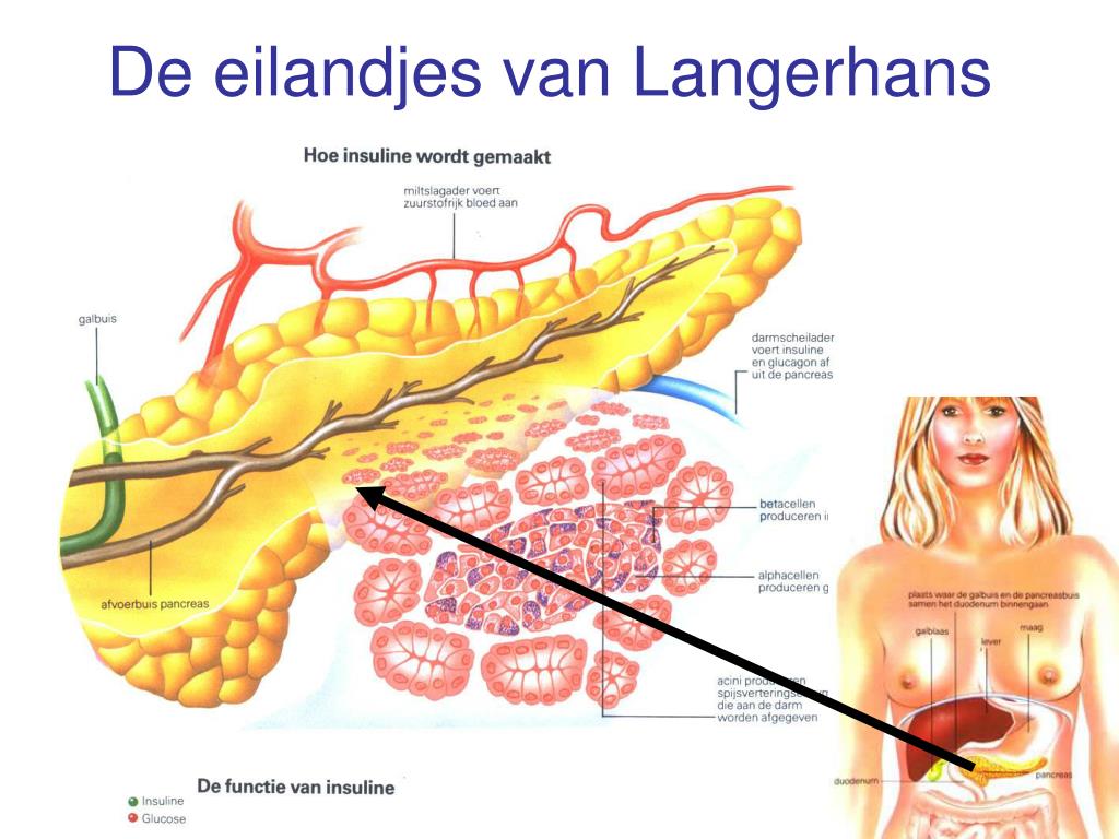 PPT - Basisstof 8 PowerPoint Presentation, free download - ID:6263036 - Eilandjes Van Langerhans Diabetes Type 2