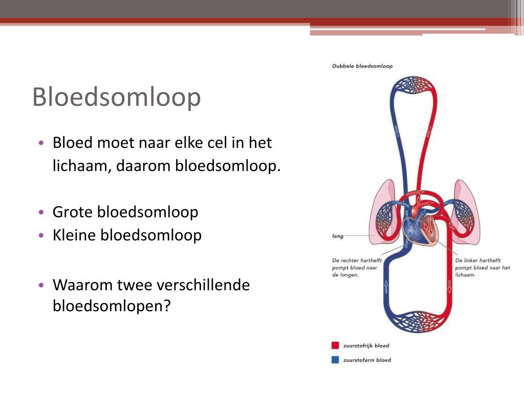 PPT - Bloedsomloop PowerPoint Presentation, free download - ID:3928110 - Welke Twee Functies Heeft De Kleine Bloedsomloop