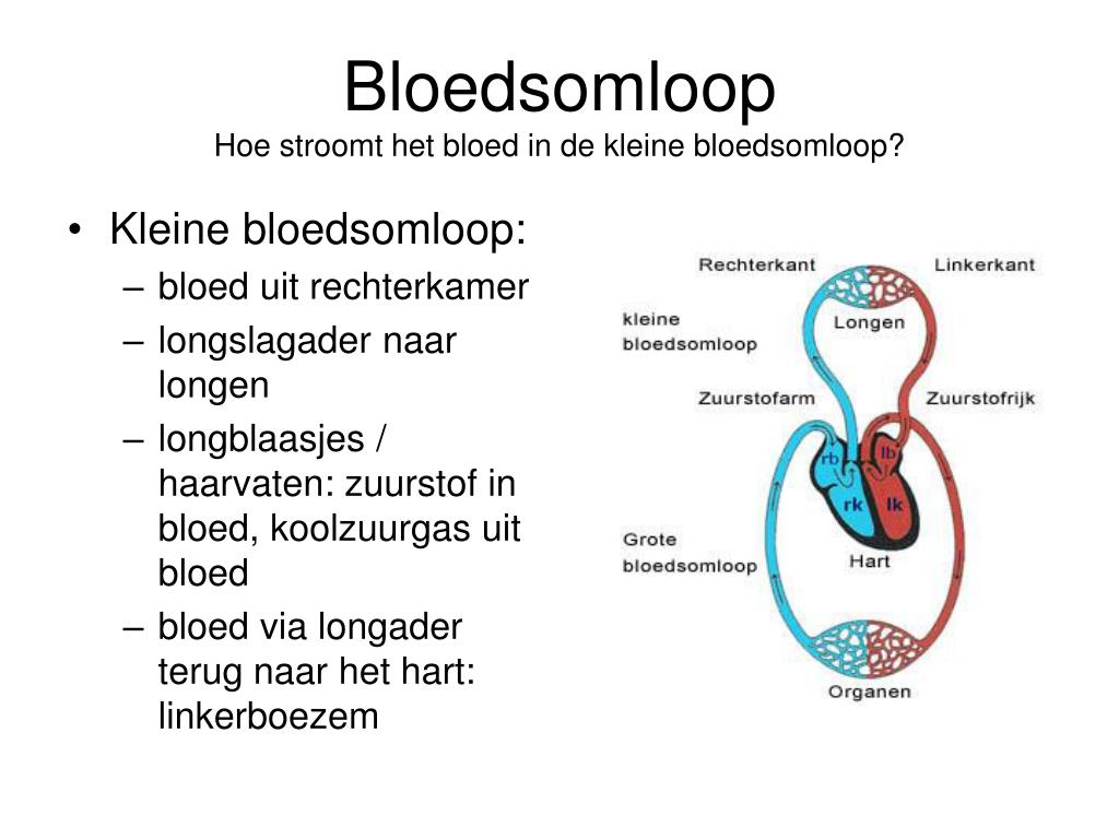 Wat Is De Functie Van De Kleine Bloedsomloop