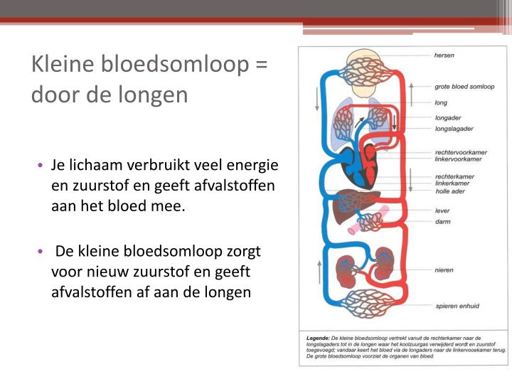 PPT - Bloedsomloop PowerPoint Presentation - ID:3928110 - Wat Is De Functie Van De Kleine Bloedsomloop