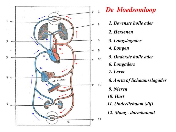 PPT - Bloedsomloop PowerPoint Presentation - ID:4810344 - Door Welke Ader Stroomt Zuurstofarm Bloed Naar De Lever