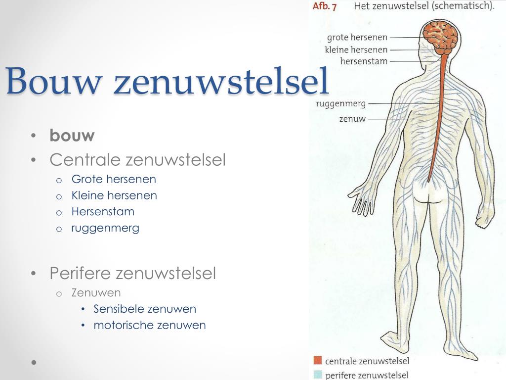 PPT - Bouw en functie van het zenuwstelsel PowerPoint Presentation - Uit Welke Delen Bestaat Het Centrale Zenuwstelsel