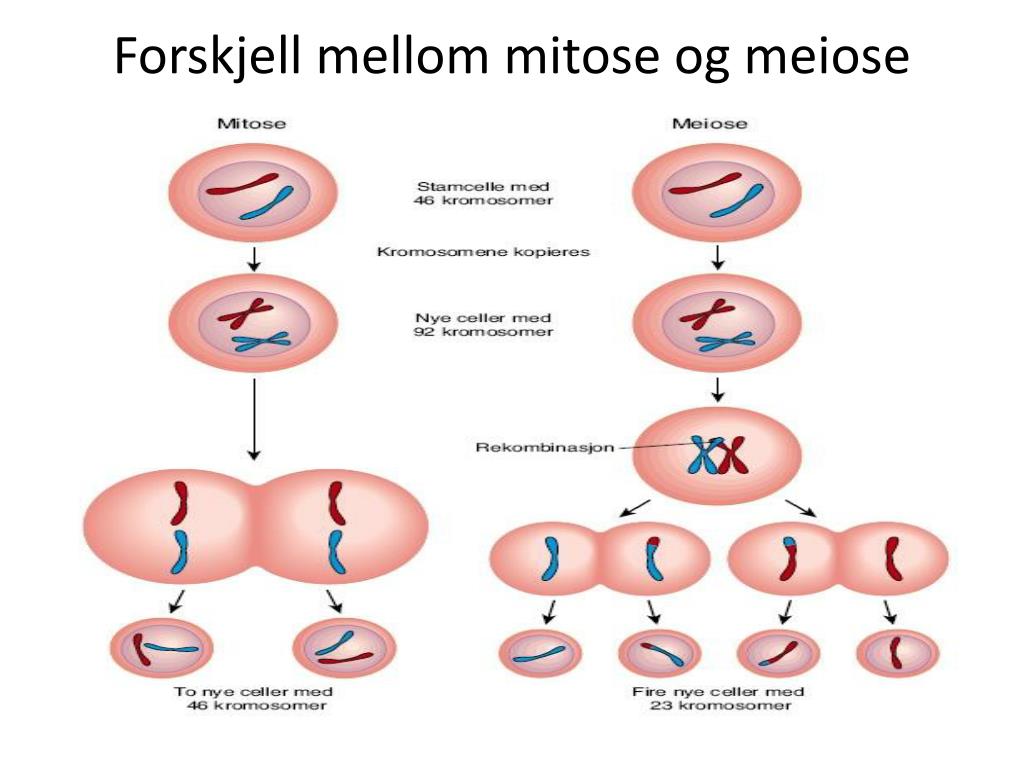 PPT - Celledeling: mitose PowerPoint Presentation, free download - ID - Wat Is Mitose En Meiose