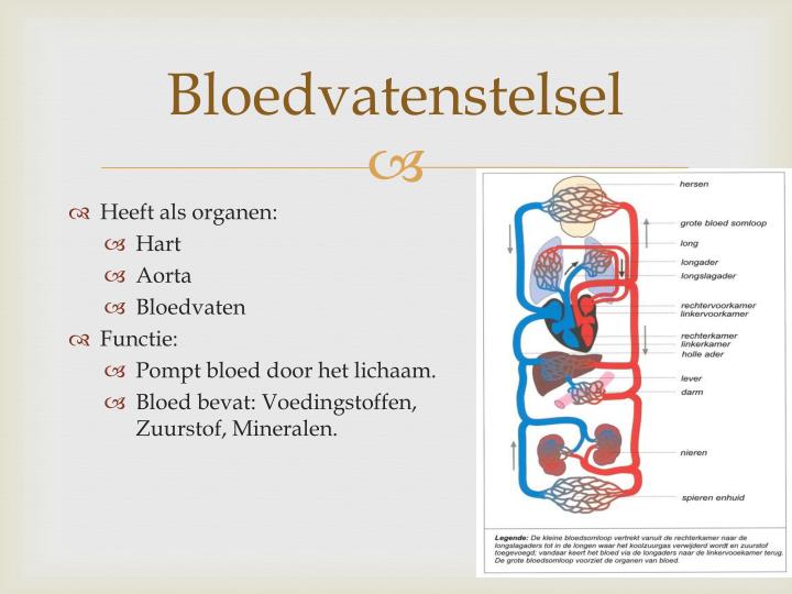 PPT - Cellen en organen PowerPoint Presentation - ID:2432650 - Welke Organen Horen Bij Het Bloedvatenstelsel