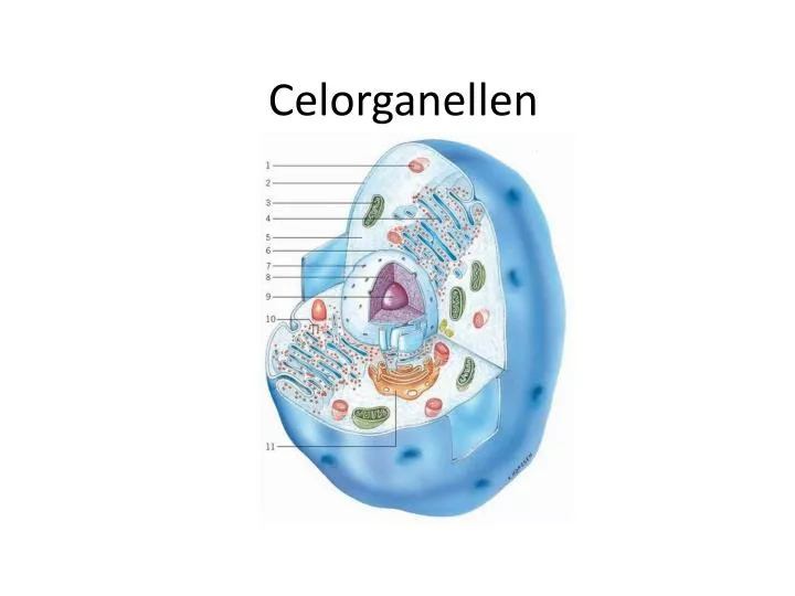 PPT - Celorganellen PowerPoint Presentation, free download - ID:6272852 - In Welke Celorganellen Vindt Verbranding Plaats