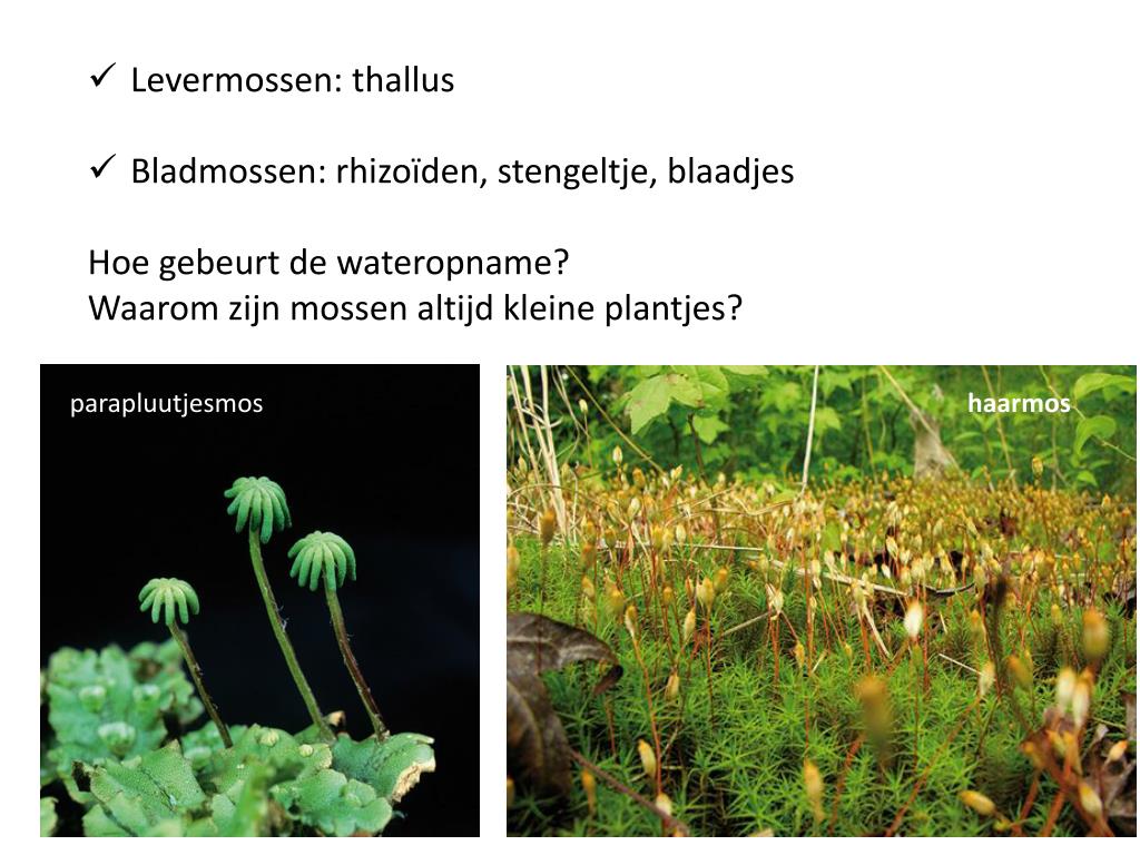Wat Is Het Belangrijkste Kenmerk Van Vaatplanten