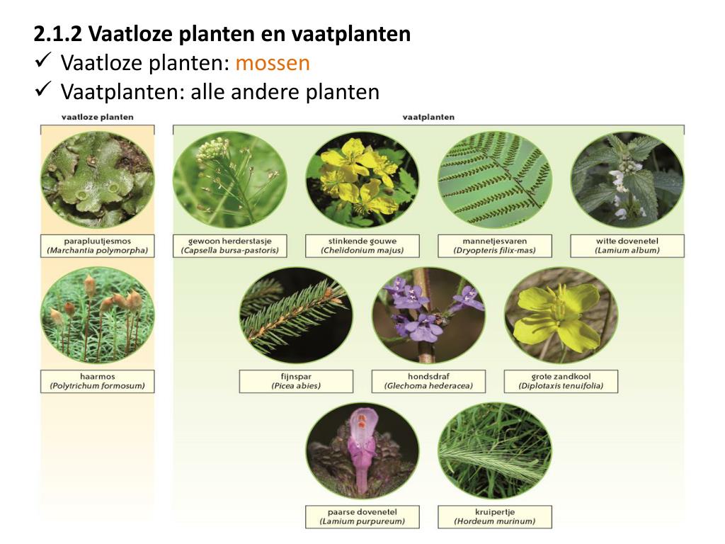 PPT - CLASSIFICEREN VAN PLANTEN PowerPoint Presentation, free download - Wat Is Het Belangrijkste Kenmerk Van Vaatplanten
