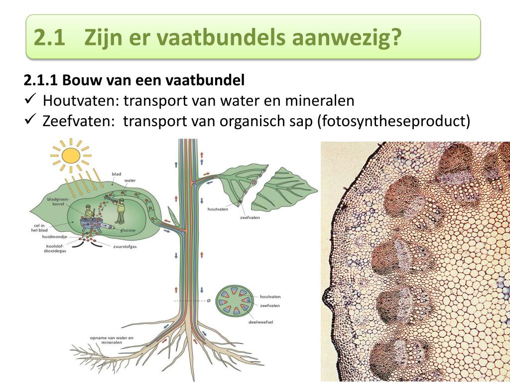 PPT - CLASSIFICEREN VAN PLANTEN PowerPoint Presentation, free download - Wat Is Het Belangrijkste Kenmerk Van Vaatplanten