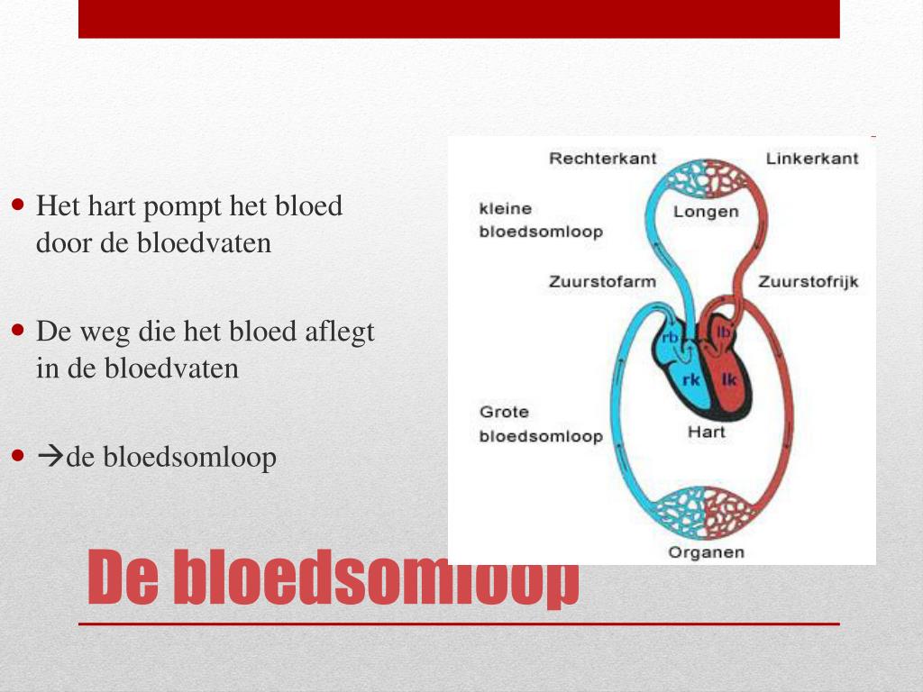PPT - De bloedsomloop PowerPoint Presentation, free download - ID:3268628 - Welke Twee Functies Heeft De Kleine Bloedsomloop