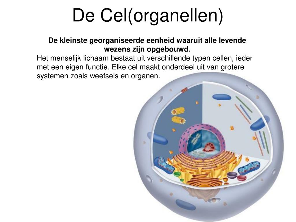 Uit Hoeveel Cellen Bestaat Een 20-jarige Ongeveer