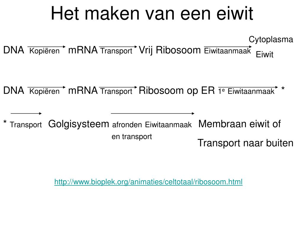 PPT - De Cel(organellen) PowerPoint Presentation, free download - ID - Welke Organellen Zijn Betrokken Bij De Synthese Van Eiwitmoleculen