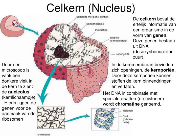 PPT - De Cel(organellen) PowerPoint Presentation - ID:2626390 - Uit Hoeveel Cellen Bestaat Een 20-jarige Ongeveer