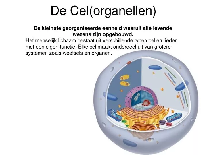 PPT - De Cel(organellen) PowerPoint Presentation - ID:2626390 - Wat Is De Functie Van De Celkern