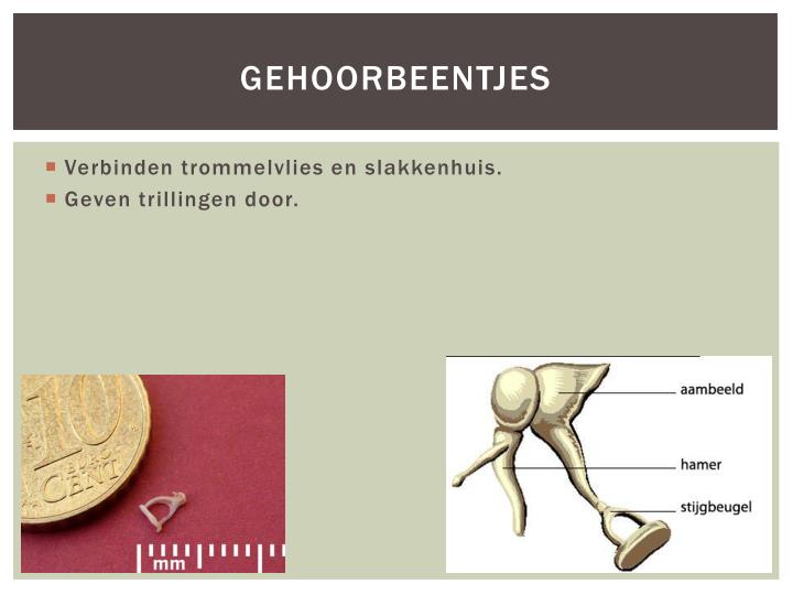 Een Van De Drie Gehoorbeentjes